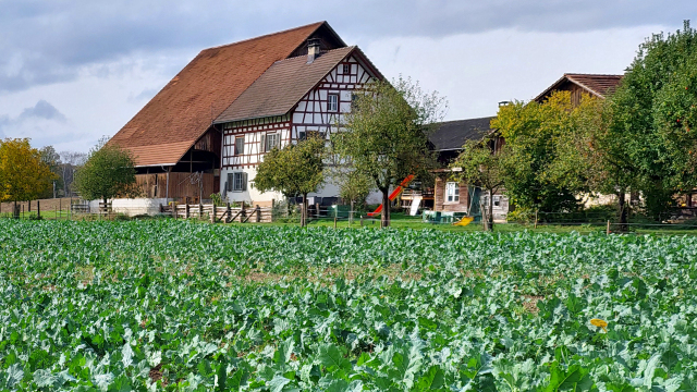 Treberwurst 023 20231026 142035